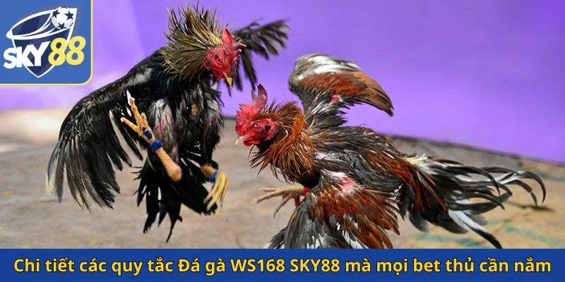chi-tiet-cac-quy-tac-da-ga-ws168-sky88-ma-moi-bet-thu-can-nam