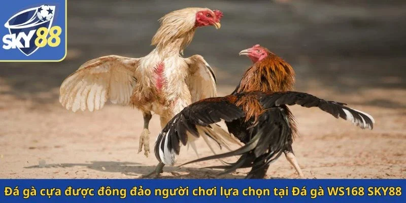 da-ga-cua-duoc-dong-dao-nguoi-choi-lua-chon-tai-da-ga-ws168-sky88