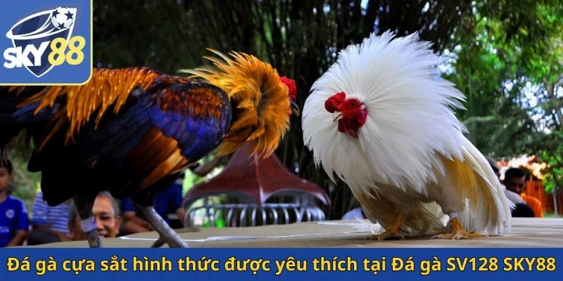 da-ga-cua-sat-hinh-thuc-duoc-yeu-thich-tai-da-ga-sv128-sky88