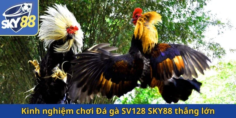 kinh-nghiem-choi-da-ga-sv128-sky88-thang-lon