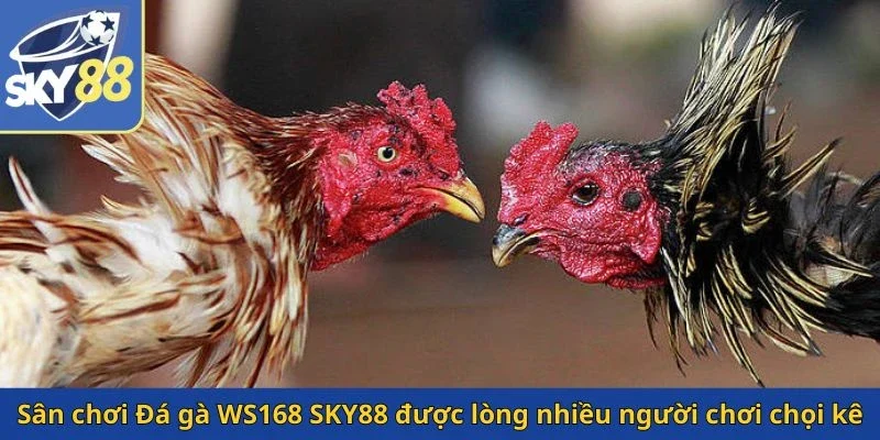 san-choi-da-ga-ws168-sky88-duoc-long-nhieu-nguoi-choi-choi-ke